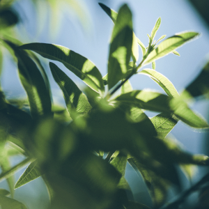 Verbena Shower Gel Refill