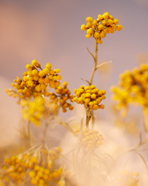 Immortelle Precious Cream